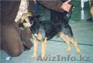 Щенки БОРДЕРТЕРЬЕР - Изображение #1, Объявление #68756