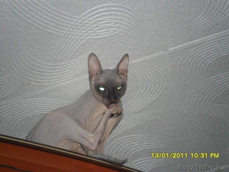животные продам котят донского сфинкса - Изображение #1, Объявление #262359