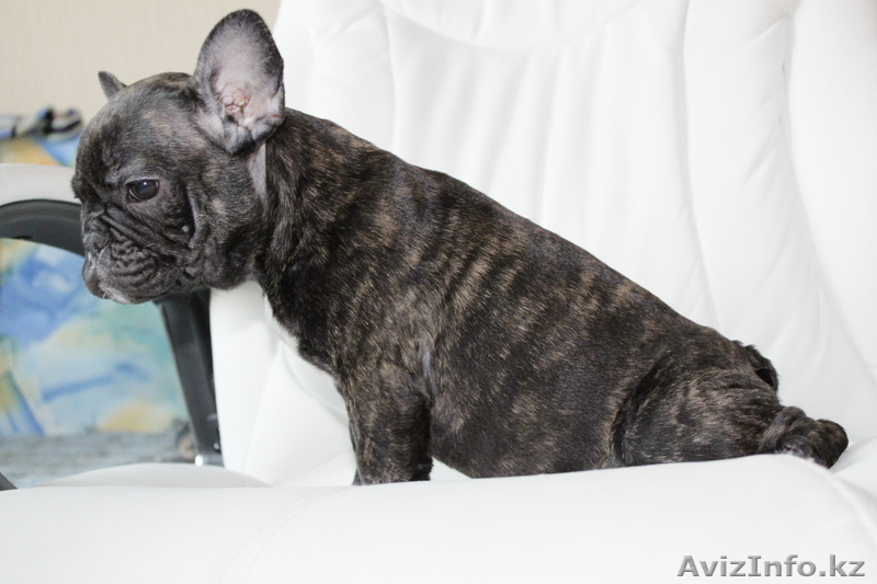 Продаются щенки Французского бульдога - Изображение #1, Объявление #233864