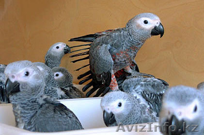 Жако птенцы на продажу - Изображение #1, Объявление #337086