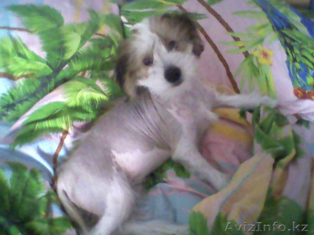 Китайская хохлатая собака ищет нового хозяина - Изображение #1, Объявление #358669