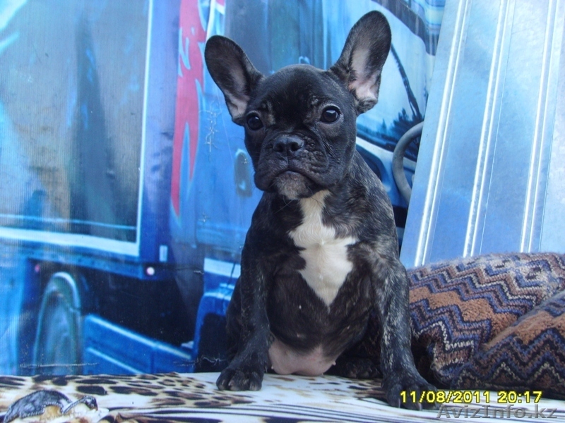 Подрощенные щенки Французского бульдога питомник  - Изображение #1, Объявление #358867