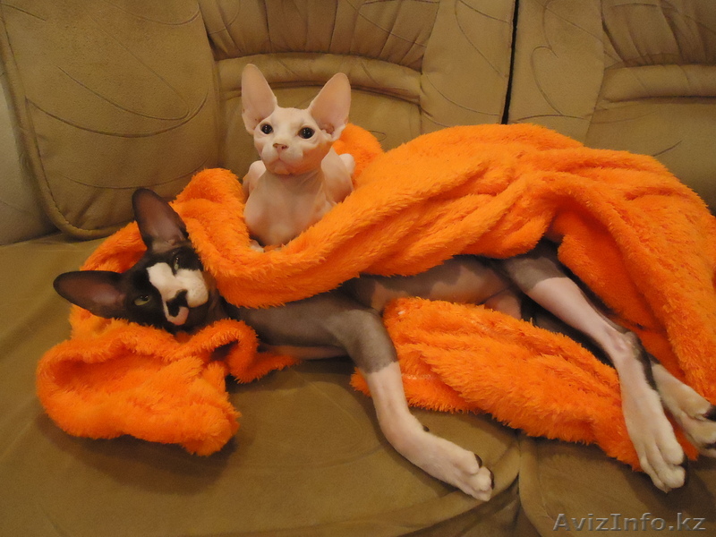 Канадский сфинкс - Изображение #1, Объявление #489348