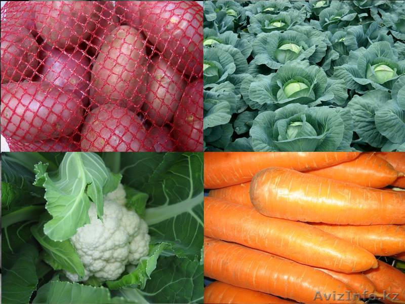 Продаю картофель продовольственный , семенной - Изображение #1, Объявление #521564