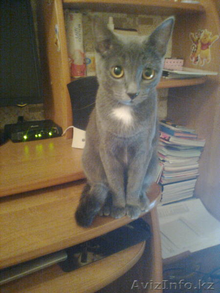 Русская Голубая кошечка ищет на вязку кота - Изображение #1, Объявление #596752