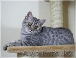 Продам Британских котят от элитных родителей. - Изображение #1, Объявление #584899