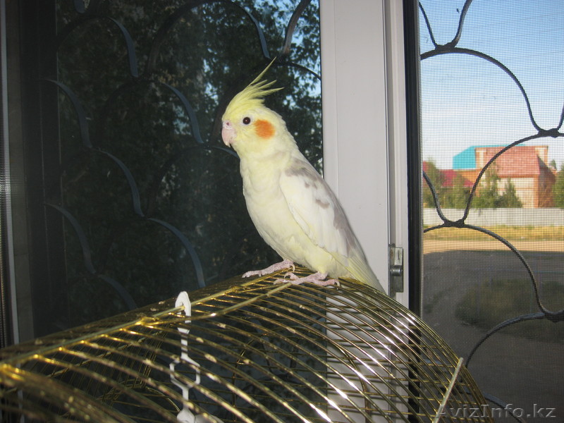 попугай чуть больше волнистого - Изображение #1, Объявление #713692