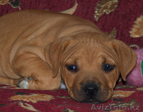 продам щенка пит буля(мальчик) - Изображение #1, Объявление #745356