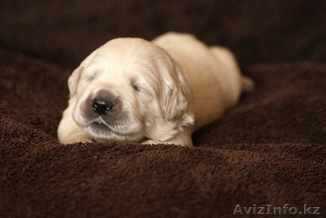 Щенки голден ретривера - Изображение #1, Объявление #758858