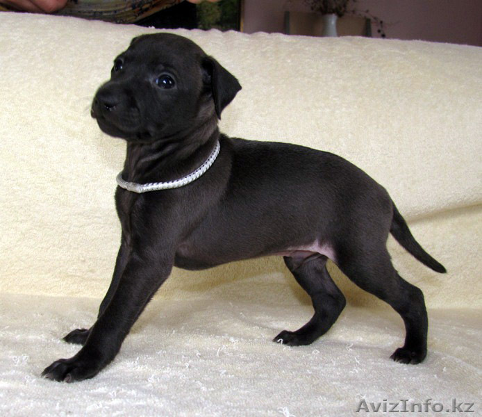 Левретки классика в черном! - Изображение #1, Объявление #799617