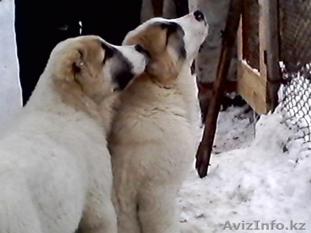  Продам щенков Алабая - Изображение #1, Объявление #852374