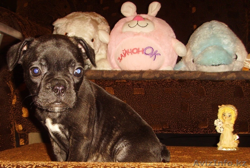 Питомник щенки Французского бульдога - Изображение #1, Объявление #857771