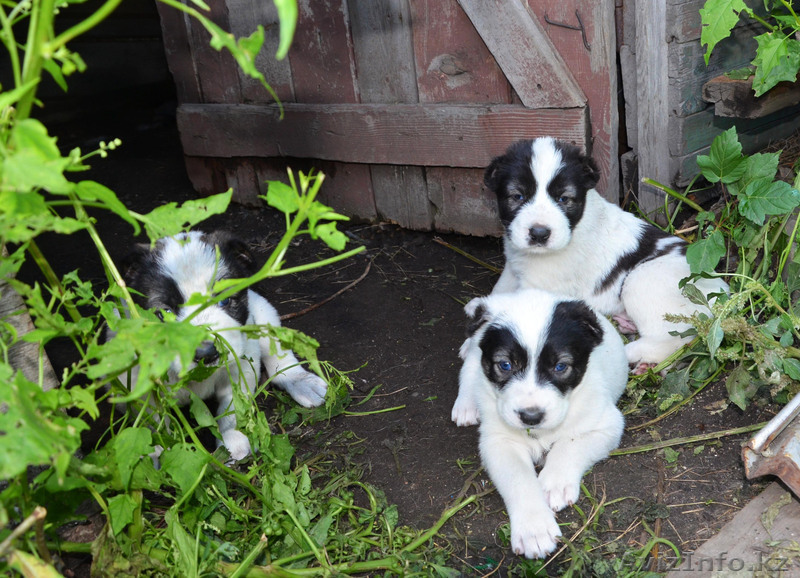 Продам щенков Алабая, д.р. 12.07.13 - Изображение #1, Объявление #951573