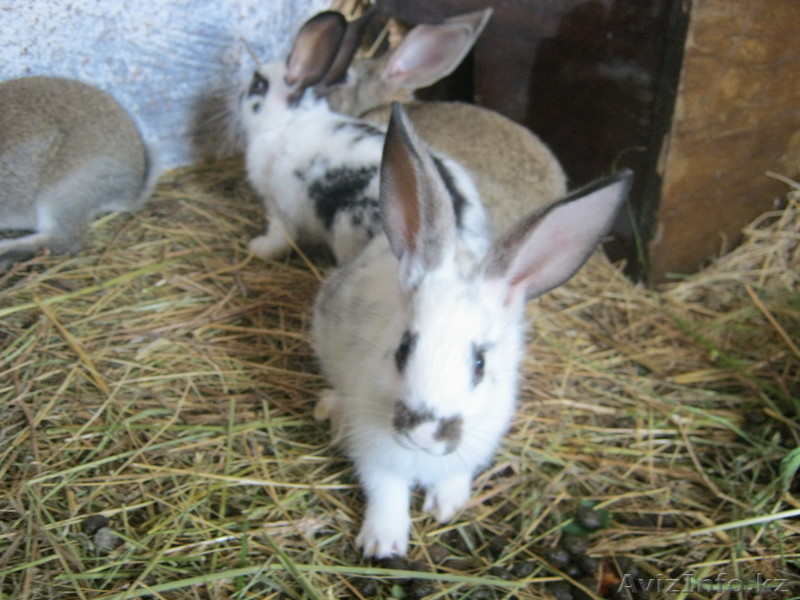 Кролики дешево!!! - Изображение #1, Объявление #940500