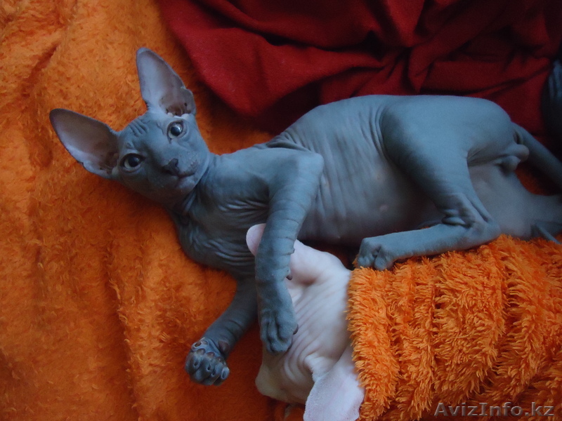 Канадские и Донские сфинксы! - Изображение #1, Объявление #957892