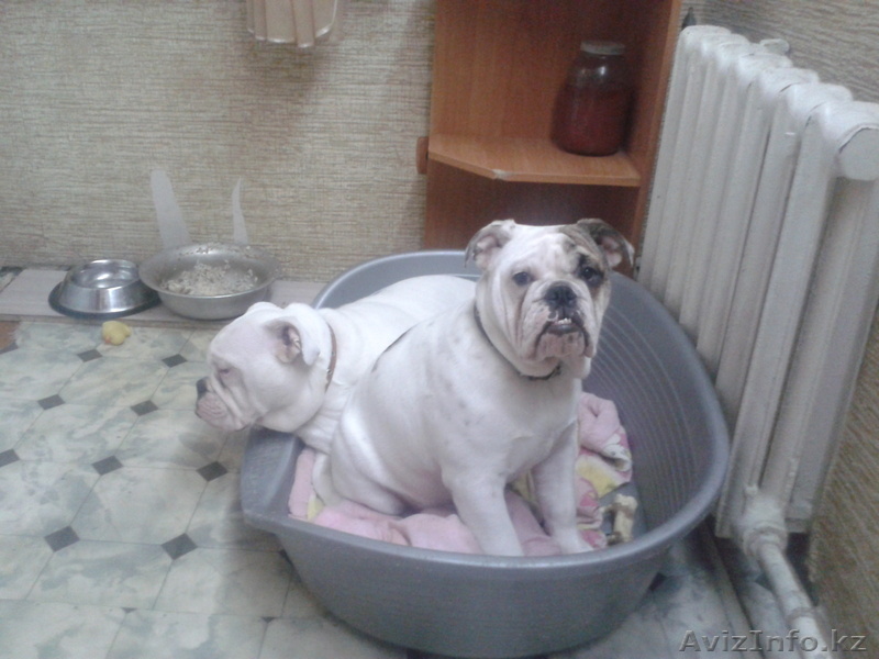  английские бульдоги - Изображение #1, Объявление #1034636