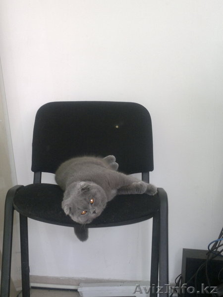 Утерян друг,просьба вернуть за вознаграждение - Изображение #1, Объявление #1087605