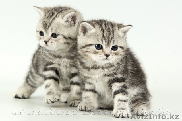 Продам котят! порода: шотландская вислоухая. - Изображение #1, Объявление #1106790