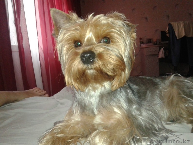 Щенок мальчик йоркширского терьера - Изображение #1, Объявление #1145988