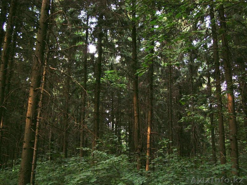 лесоматериалы. доска. лес кругляк - Изображение #1, Объявление #1174834