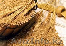 Зерновые культуры 3 класс - Изображение #1, Объявление #1233147