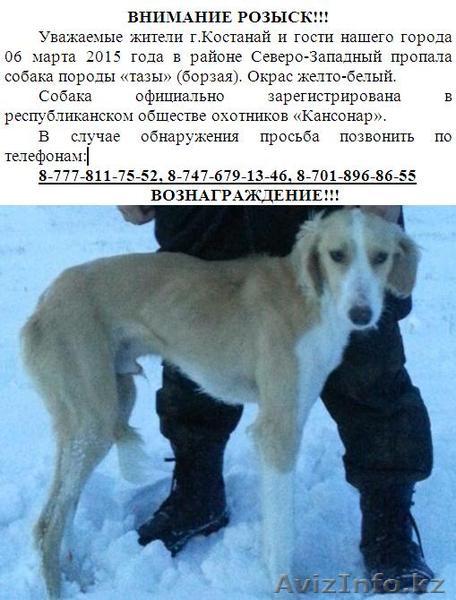 пропала собака. простба оказать помощь - Изображение #1, Объявление #1230834