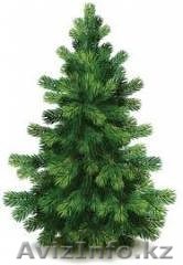 продам живые сосёнки - Изображение #1, Объявление #1353095