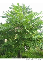 орех маньчжурский - Изображение #2, Объявление #200383