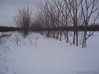 орех маньчжурский - Изображение #4, Объявление #200383