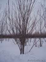 орех маньчжурский - Изображение #3, Объявление #200383