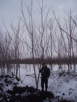 орех маньчжурский - Изображение #1, Объявление #200383