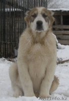 Алабаи, недорого, элитные! - Изображение #7, Объявление #236855