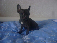 Щенки французкого бульдога - Изображение #3, Объявление #262319