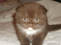 Шотландские вислоухие котята - Изображение #1, Объявление #270583