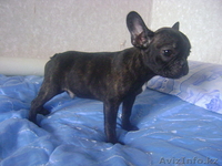 Щенки французкого бульдога - Изображение #1, Объявление #262319