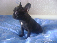 Щенки французкого бульдога - Изображение #2, Объявление #262319