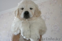 Продаются щенки голден ретривера - Изображение #2, Объявление #324120