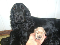 английский кокер спаниель - Изображение #2, Объявление #344544