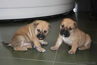 продам элитных щенков ка де бо от Чемпионов  - Изображение #2, Объявление #362000