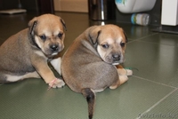 продам элитных щенков ка де бо от Чемпионов  - Изображение #1, Объявление #362000