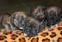 продам элитных щенков ка де бо от Чемпионов  - Изображение #3, Объявление #362000