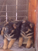 Немецкая овчарка (щенки) - Изображение #4, Объявление #411933