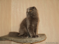 Шотландские вислоухие котики - Изображение #3, Объявление #399382