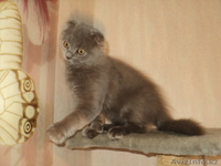 Шотландские вислоухие котики - Изображение #4, Объявление #399382