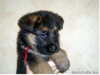 Немецкая овчарка (щенки) - Изображение #2, Объявление #411933