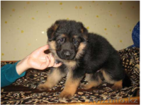 Немецкая овчарка (щенки) - Изображение #1, Объявление #411933