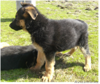 Немецкая овчарка (щенки) - Изображение #6, Объявление #411933