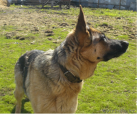 Немецкая овчарка (щенки) - Изображение #5, Объявление #411933