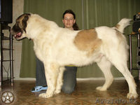 Щенки среднеазиатской овчарки  для продажи!  - Изображение #2, Объявление #435601