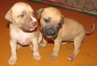Щенки питбультерьера - Изображение #3, Объявление #477100